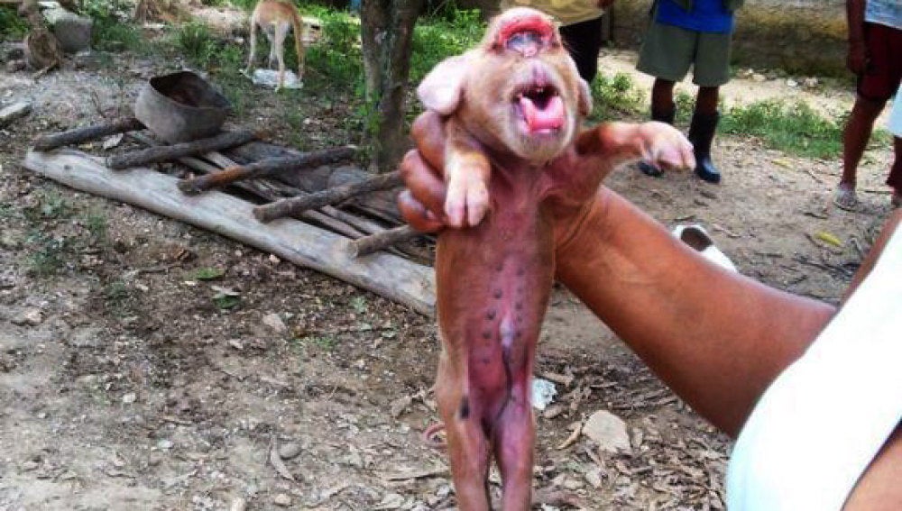 Nace un cerdo con cara de mono en Cuba