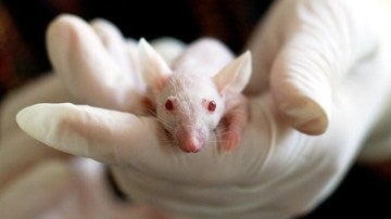 Investigación científica con ratones Investigación científica con ratones