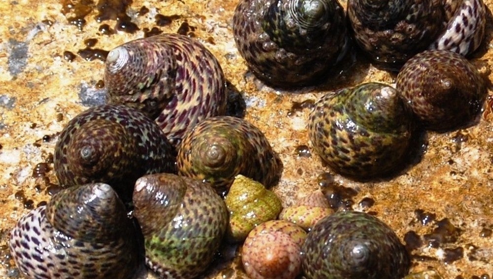 Sugieren una reorganización de los caracoles marinos de Europa