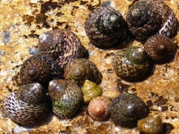 Sugieren una reorganización de los caracoles marinos de Europa Sugieren una reorganización de los caracoles marinos de Europa