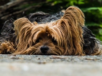 'Adopta un Perro', el comparador para adoptar animales en España