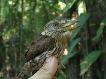 Pájaro Rapazinho Estriado do Oeste