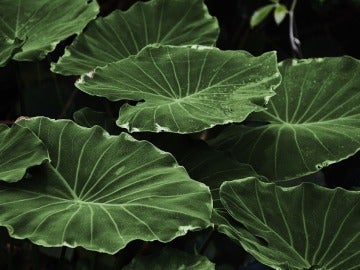 El tamaño de las hojas de las plantas varía con las temperaturas