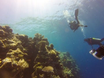 Foto de archivo de un arrecife de coral
