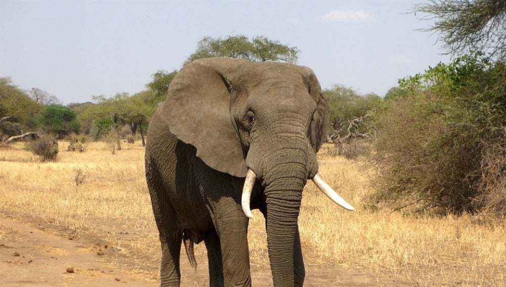 Imagen de archivo de un elefante 