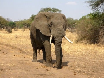 Imagen de archivo de un elefante 
