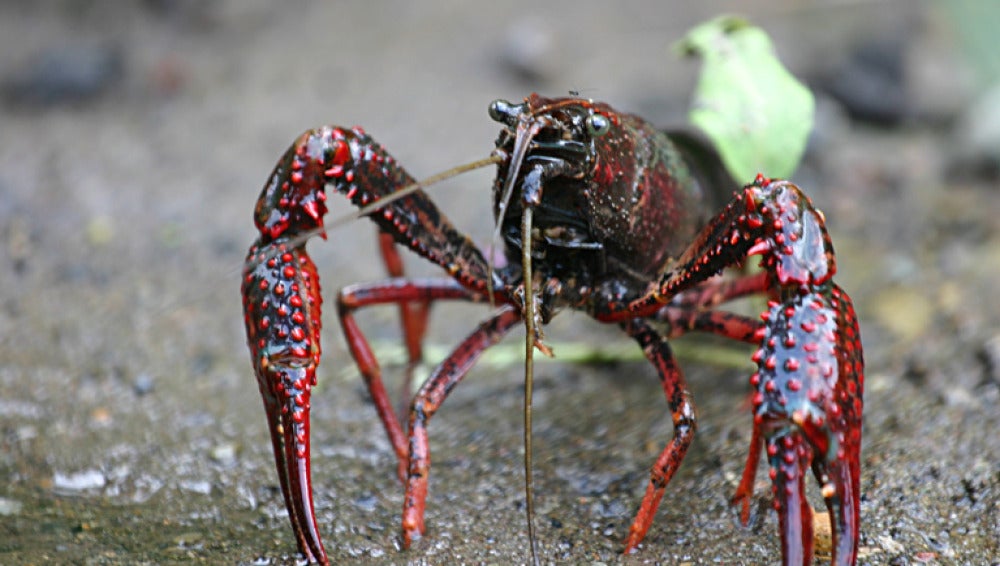 Las olas de calor aumentan el impacto del cangrejo americano en los rios