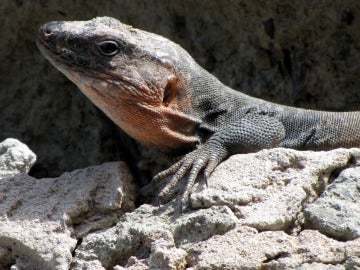 Los ecosistemas canarios se ven alterados con la extinción del lagarto