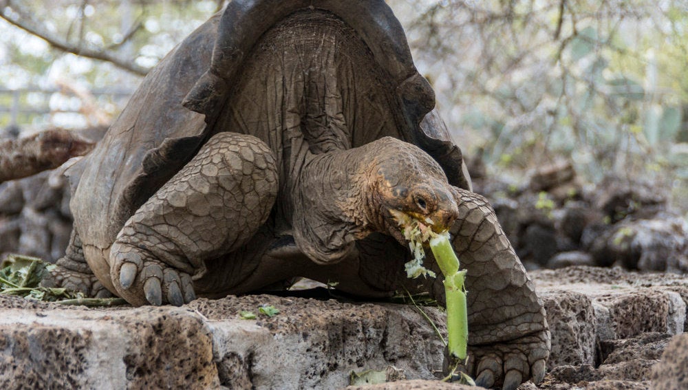 Recuperan en Galápagos especie de tortuga considerada extinta hace 150 años