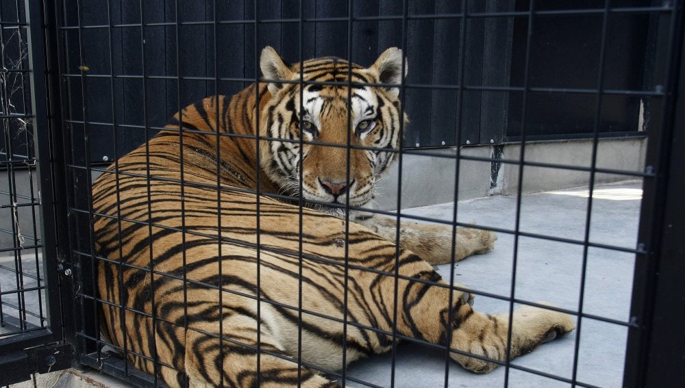Uno de los siete tigres que un circo español ha donado junto a un ejemplar de león
