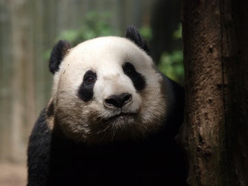 El hogar del panda gigante es mas pobre ahora que hace treinta años