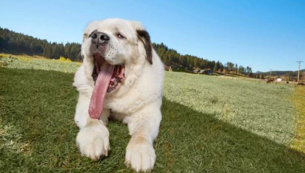 Mo, el perro con la lengua más larga del mundo, entra en el libro Guinness de los récords 