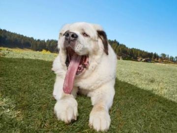 Mo, el perro con la lengua más larga del mundo, entra en el libro Guinness de los récords 