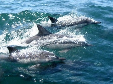 Delfines en grupo