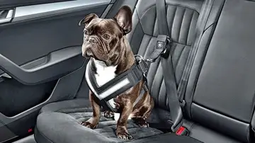 Qué puede pasar si llevas a tu perro suelto en el coche