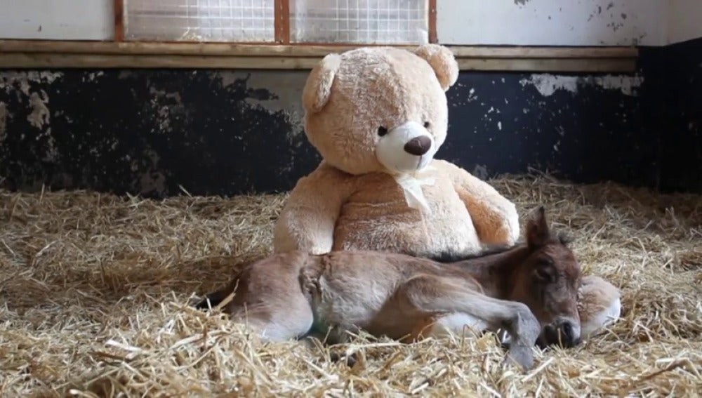 Una yegua recién nacida duerme con un oso de peluche tras perder a su madre 