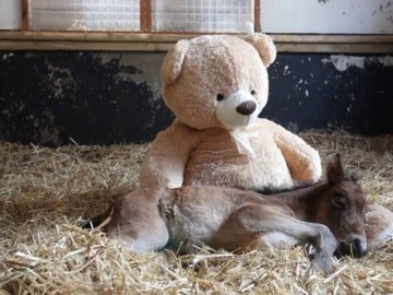 Una yegua recién nacida duerme con un oso de peluche tras perder a su madre Una yegua recién nacida duerme con un oso de peluche tras perder a su madre