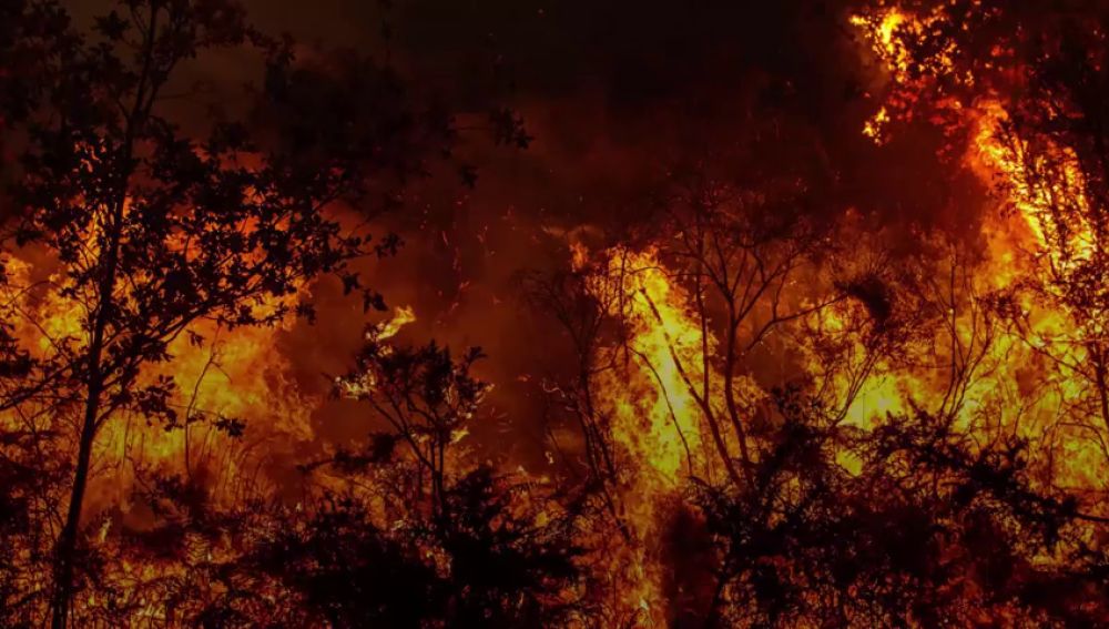 El bosque gallego que fue capaz de sobrevivir a los incendios