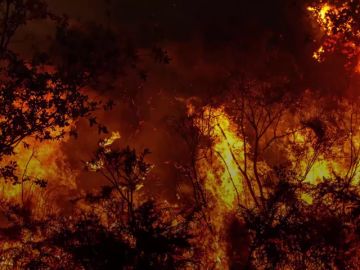 El bosque gallego que fue capaz de sobrevivir a los incendios