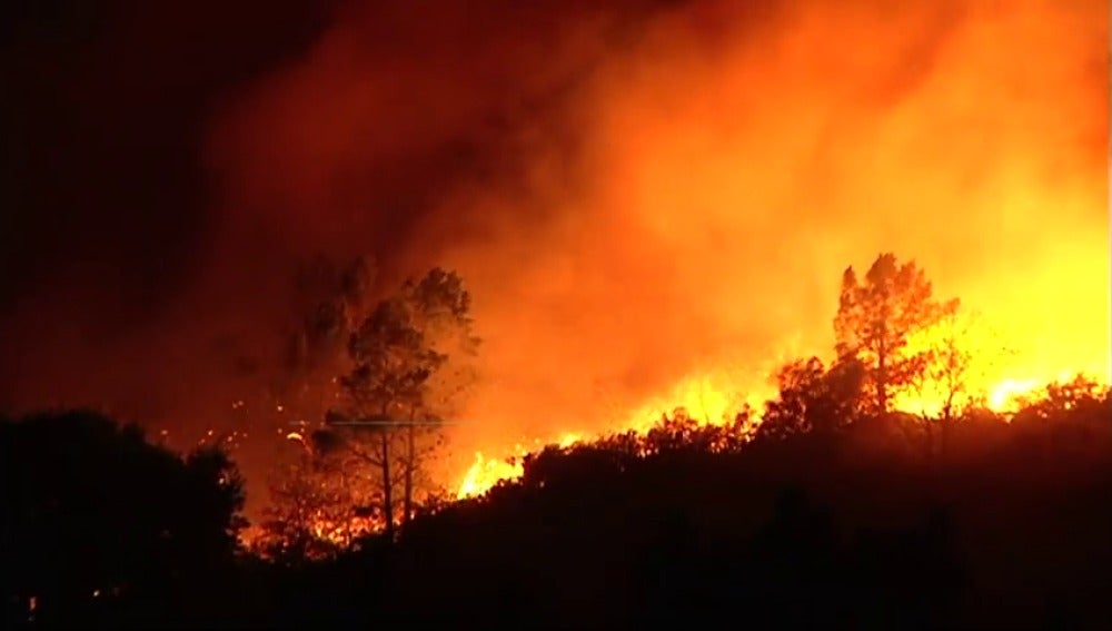 consecuencias para el medio ambiente los incendios forestales de Galicia? | HAZTE ECO