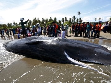 Se salvar seis de los diez cachalotes varados en una playa indonesa