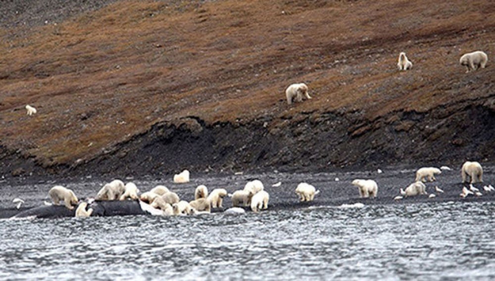 Los osos polares de Wrangel deborando la ballena