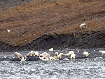 Los osos polares de Wrangel deborando la ballena Los osos polares de Wrangel deborando la ballena