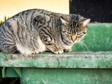 Gato callejero
