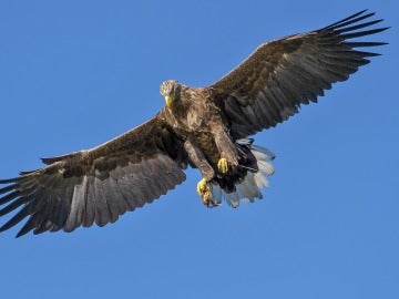 Águila con las alas abiertas