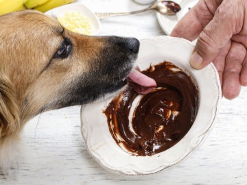 En Navidad se cuadriplica el riesgo de que tu perro se intoxique por chocolate