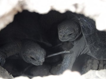 Dos tortugas de corta edad en la Isla Pinzón