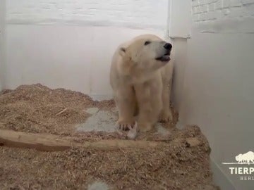 Muere la osezna polar que nació hace 26 días en un zoo de Berlín