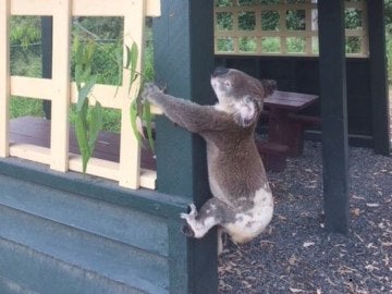 Las autoridades australianas investigan la muerte de un koala que apareció atornillado a un poste