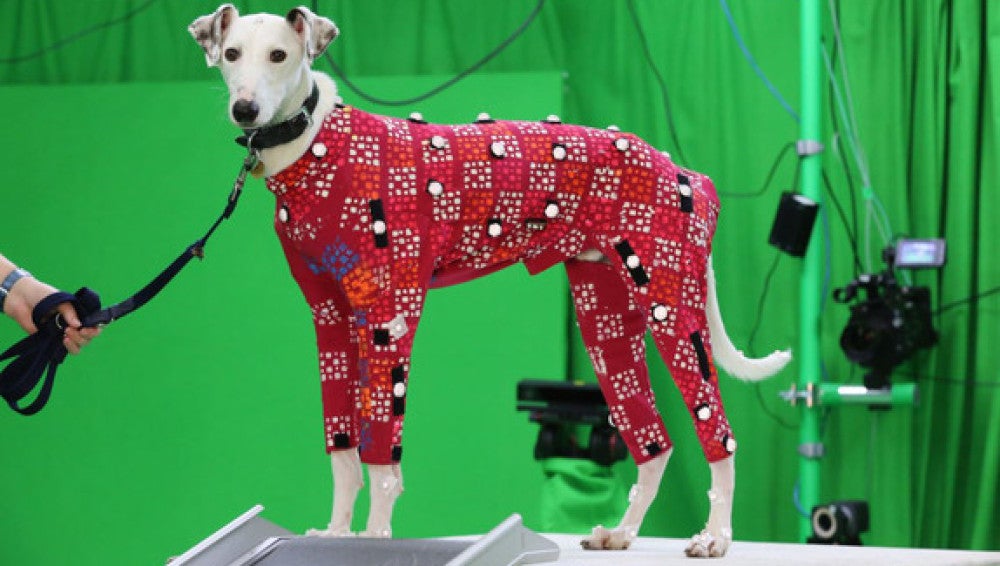 Perros sin hogar se convierten en modelos de videojuegos y películas de animación 