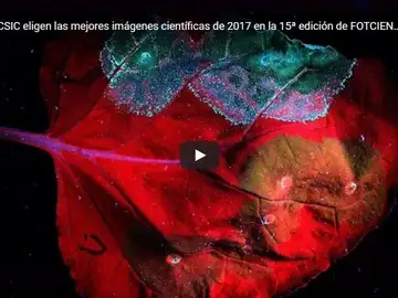 Fotociencia elige las siete mejores imágenes científicas de 2017 Fotociencia elige las siete mejores imágenes científicas de 2017