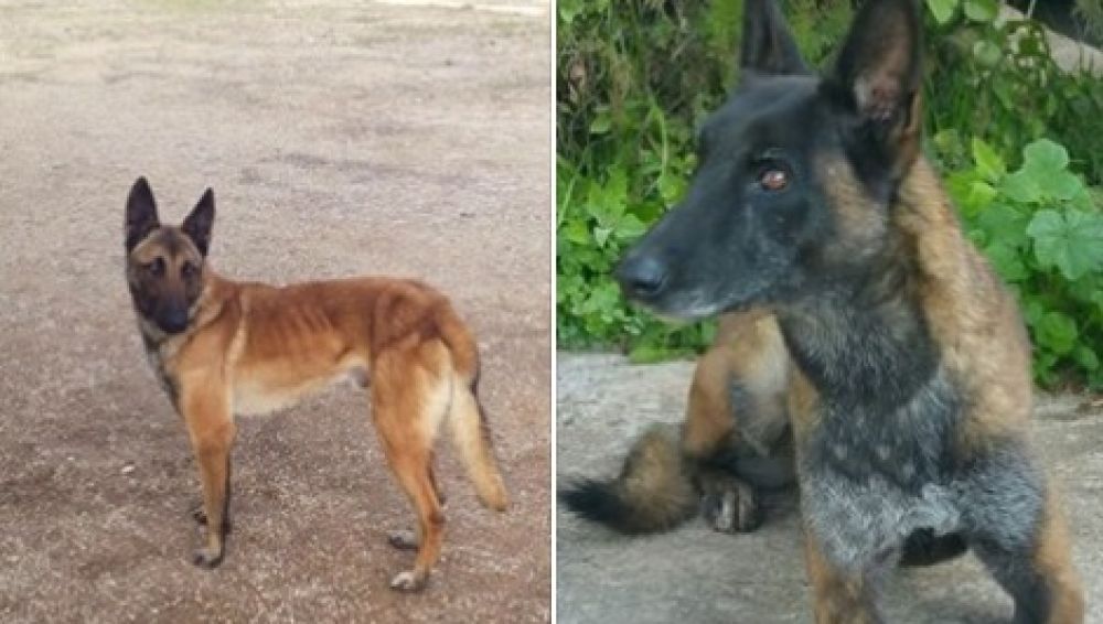 Los perros robados de la asociación 'Héroes de cuatro patas'