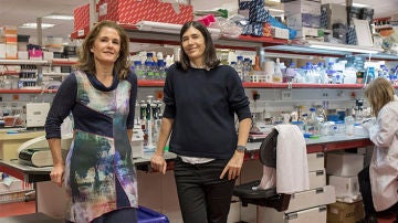 Investigadores del CNIO logran curar la fibrosis pulmonar en ratones con una terapia génica
