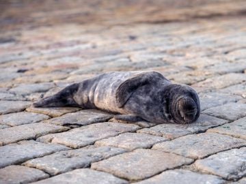Una foca deambula por la bahía de Santander