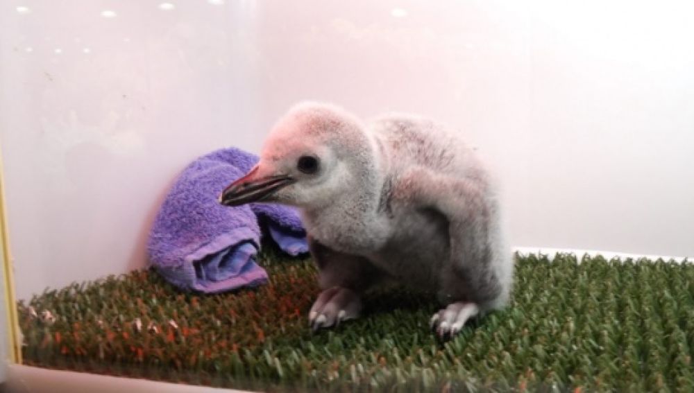 Cría de Pingüino Barbijo