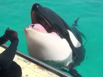 Wikie, la primera orca capaz de reproducir palabras como 'Hola' y 'Adiós' 