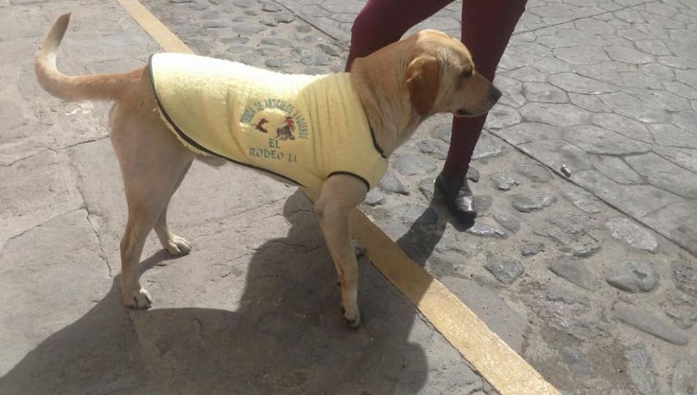 Un hombre regala chalecos a perros callejeros para que no pasen frío