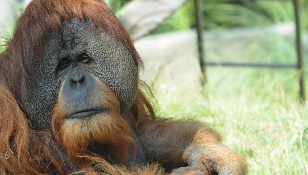 Foto de archivo del orangután de Borneo