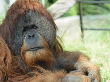 Foto de archivo del orangután de Borneo