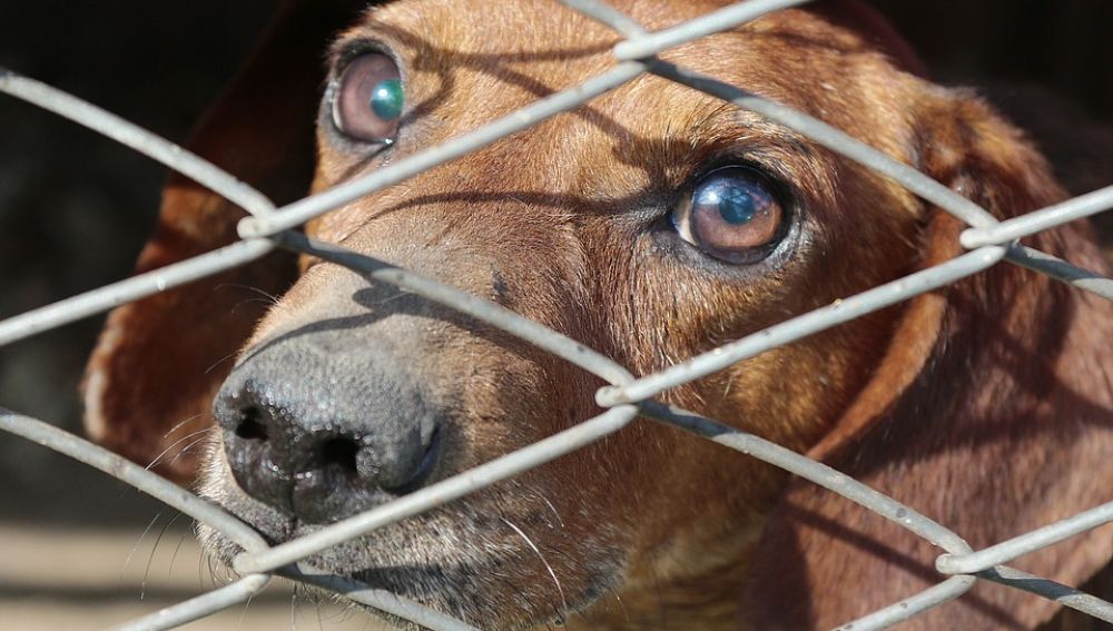 Una ONG denuncia la existencia de 'fábricas' de perros encerrados en jaulas en China 
