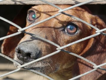 Una ONG denuncia la existencia de 'fábricas' de perros encerrados en jaulas en China 