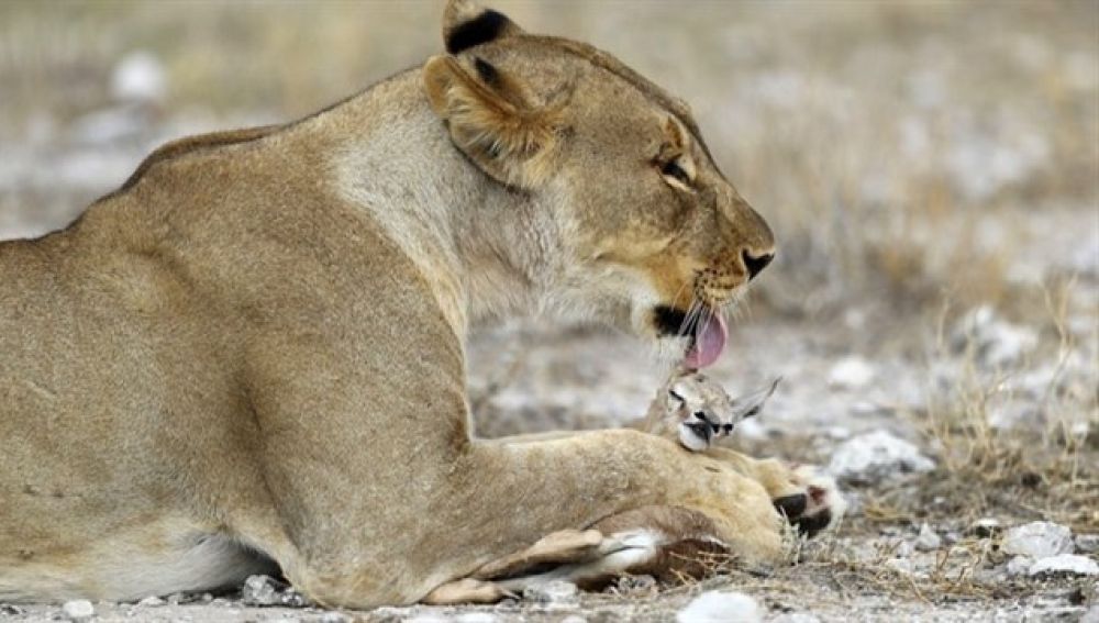 Una leona cuidando de una cría de antílope