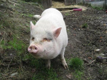Imagen de Molly, el cerdo que adoptaron y terminaron comiendo