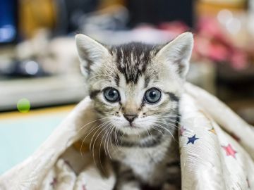 Gato | Imagen de archivo