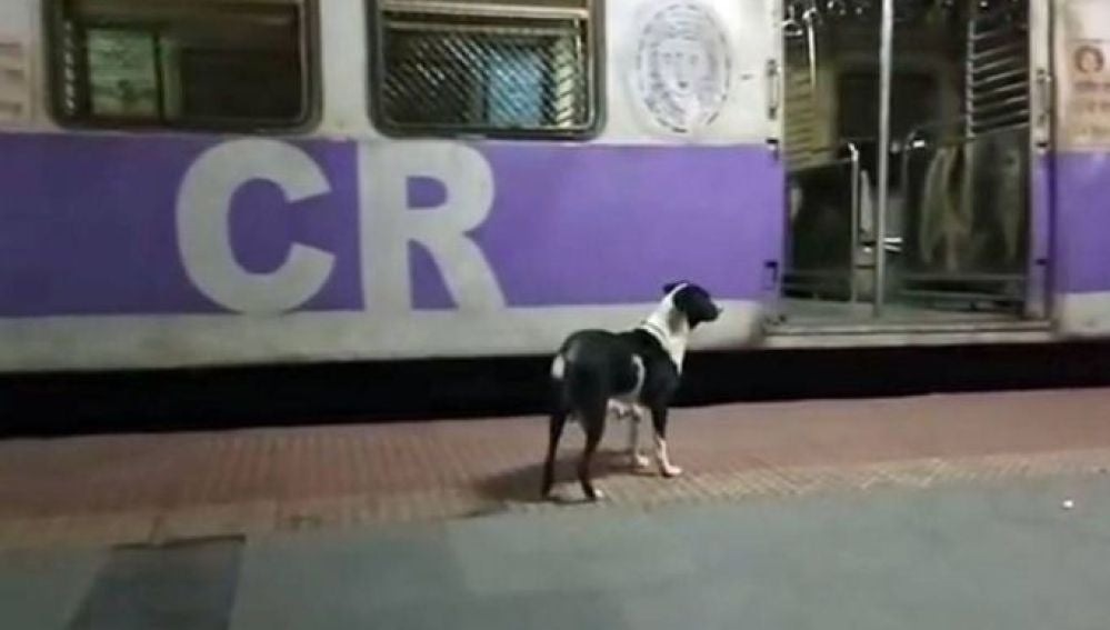 El misterio caso de la perra que espera al mismo tren noche tras noche 