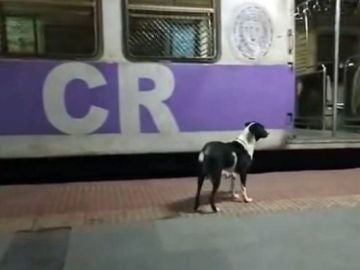 El misterio caso de la perra que espera al mismo tren noche tras noche 